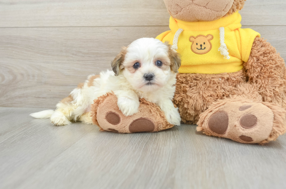 5 week old Teddy Bear Puppy For Sale - Simply Southern Pups