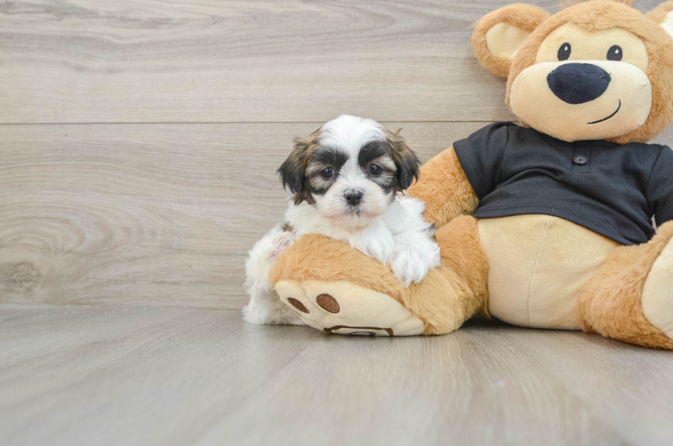 5 week old Teddy Bear Puppy For Sale - Simply Southern Pups