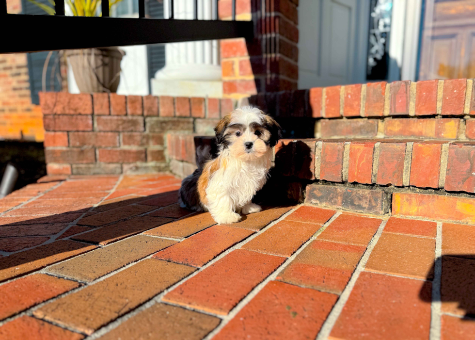 Cute Shitzu Designer Puppy