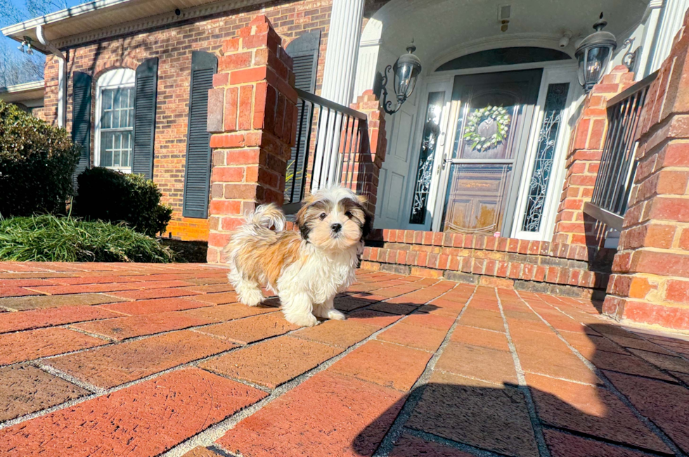 10 week old Teddy Bear Puppy For Sale - Simply Southern Pups