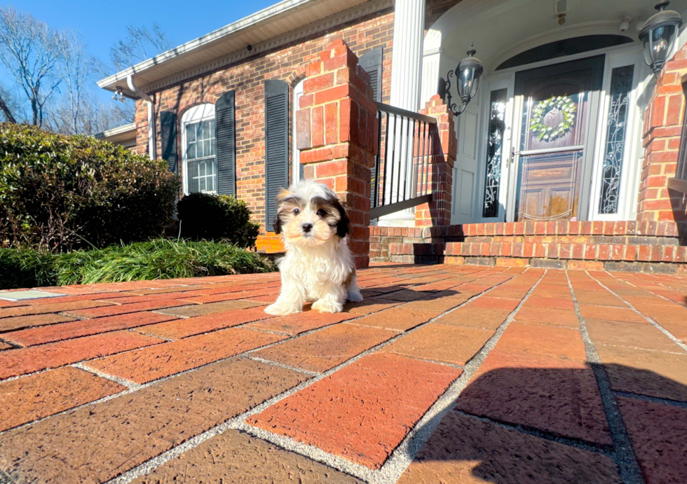 Teddy Bear Puppy for Adoption