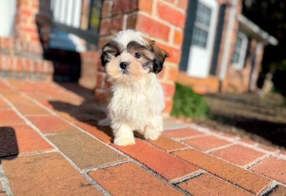 Teddy Bear Pup Being Cute