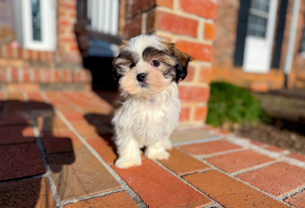 Cute Teddy Bear Baby