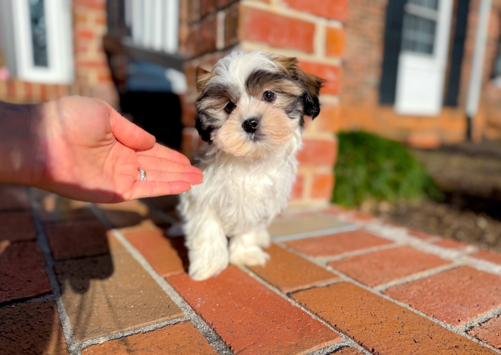 Cute Teddy Bear Designer Pup