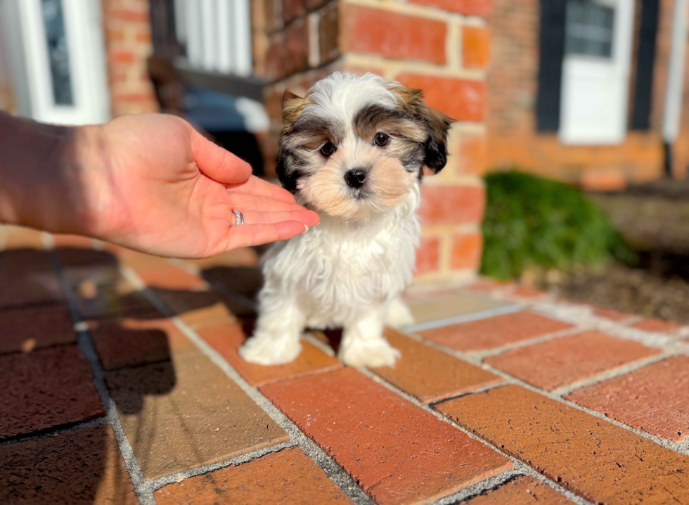 Cute Teddy Bear Baby
