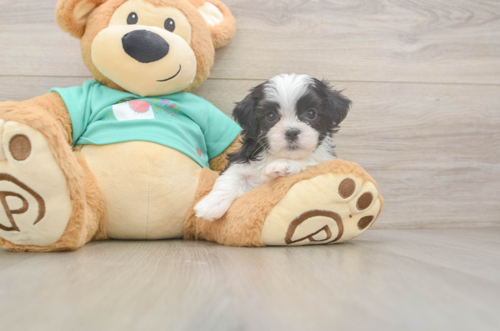 5 week old Teddy Bear Puppy For Sale - Simply Southern Pups