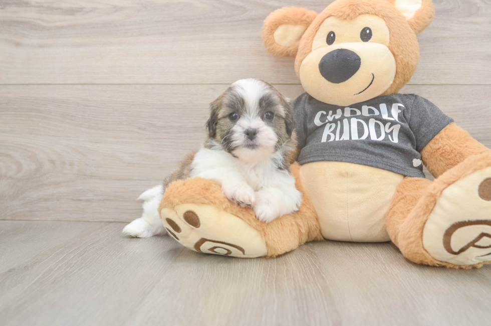 6 week old Teddy Bear Puppy For Sale - Simply Southern Pups