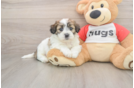 Smart Teddy Bear Designer Pup
