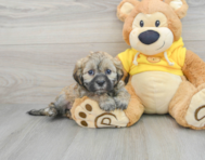 9 week old Teddy Bear Puppy For Sale - Simply Southern Pups