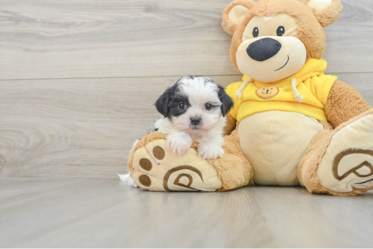 Teddy Bear Pup Being Cute