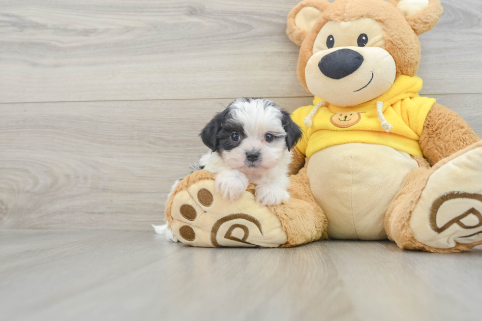 Teddy Bear Pup Being Cute