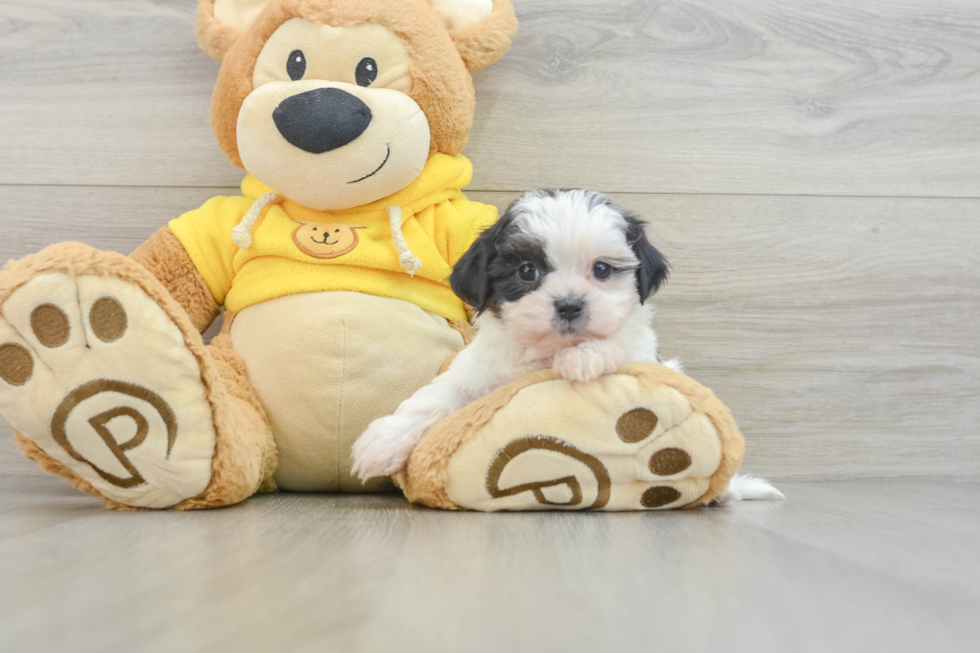 Fluffy Teddy Bear Designer Pup