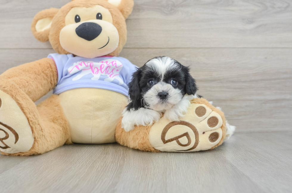 6 week old Teddy Bear Puppy For Sale - Simply Southern Pups