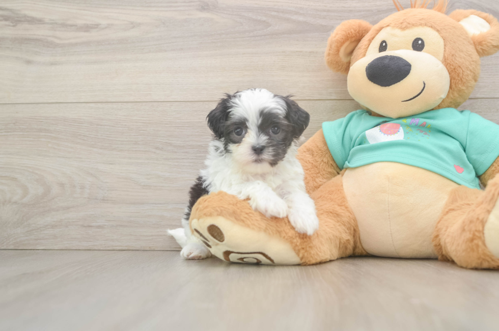 5 week old Teddy Bear Puppy For Sale - Simply Southern Pups