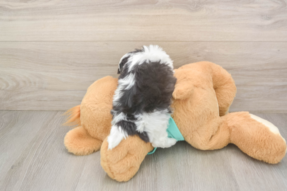 Friendly Teddy Bear Baby