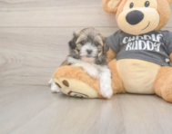 8 week old Teddy Bear Puppy For Sale - Simply Southern Pups