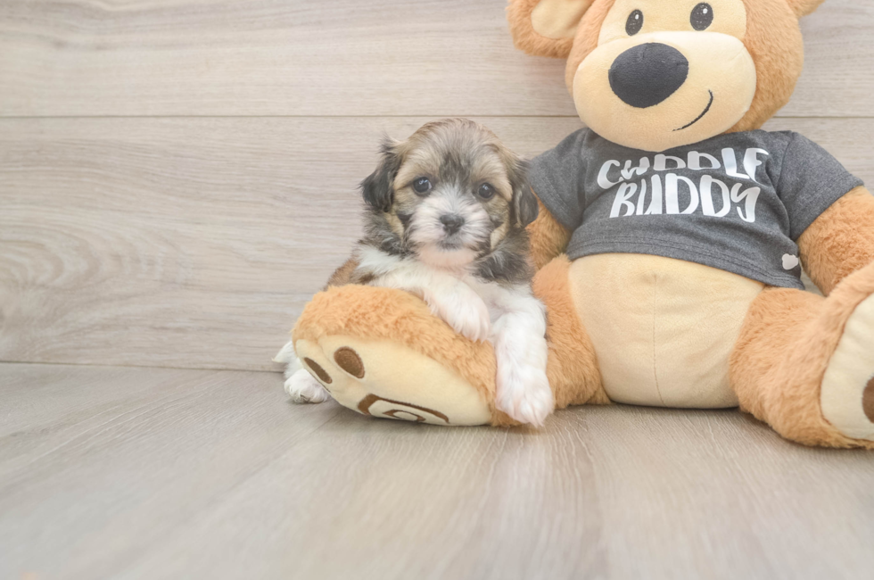6 week old Teddy Bear Puppy For Sale - Simply Southern Pups
