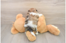 Sweet Teddy Bear Baby