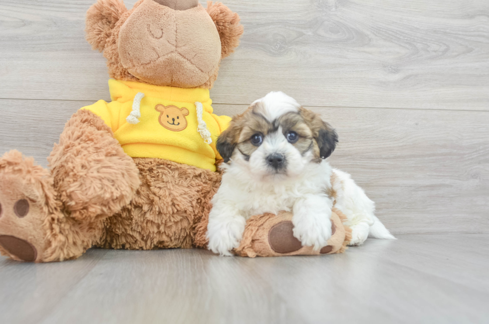 6 week old Teddy Bear Puppy For Sale - Simply Southern Pups