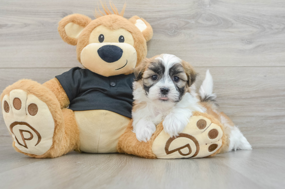 5 week old Teddy Bear Puppy For Sale - Simply Southern Pups