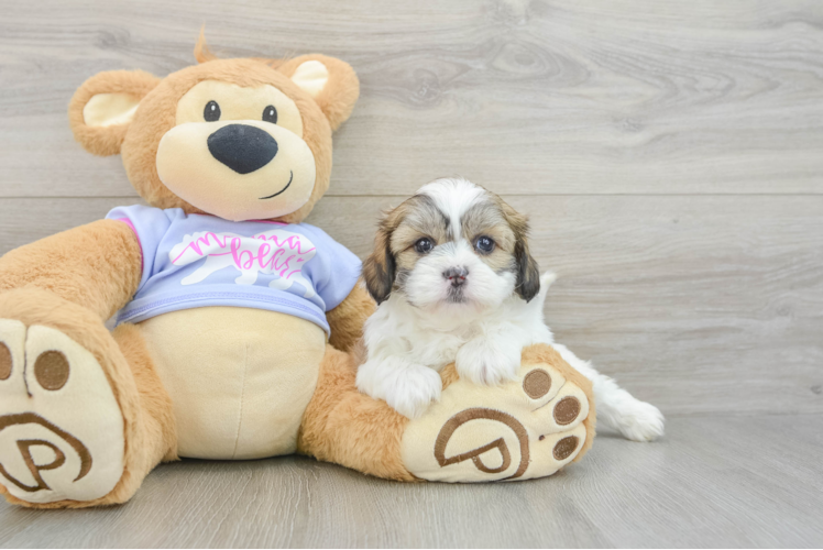 Popular Teddy Bear Designer Pup