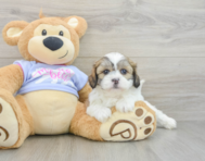 5 week old Teddy Bear Puppy For Sale - Simply Southern Pups