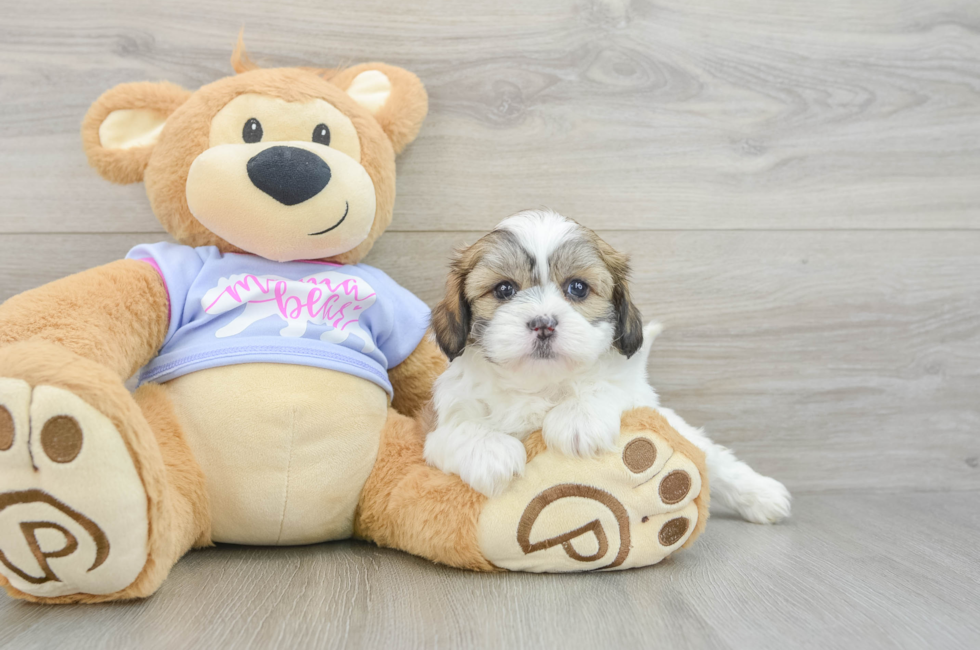 6 week old Teddy Bear Puppy For Sale - Simply Southern Pups