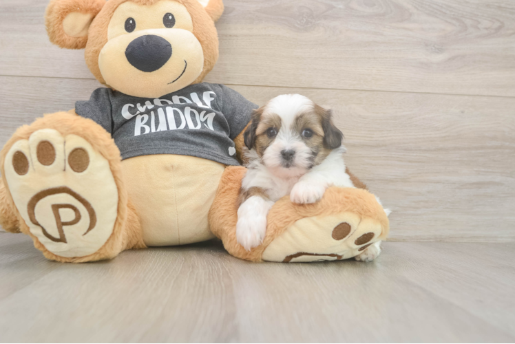 Teddy Bear Pup Being Cute