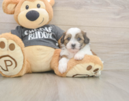 7 week old Teddy Bear Puppy For Sale - Simply Southern Pups