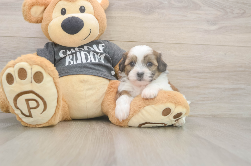 6 week old Teddy Bear Puppy For Sale - Simply Southern Pups