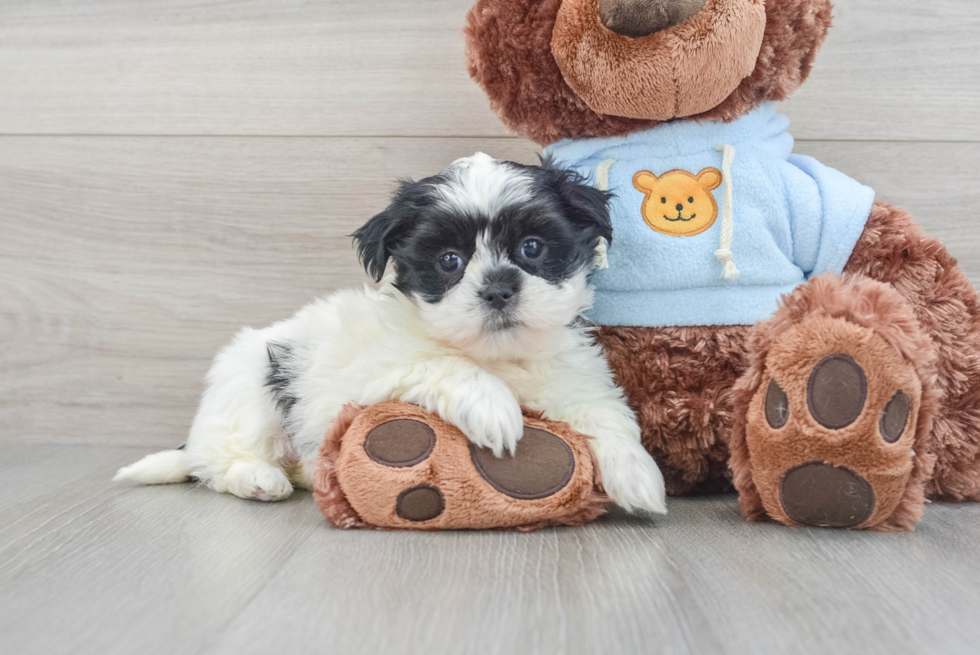 Best Teddy Bear Baby