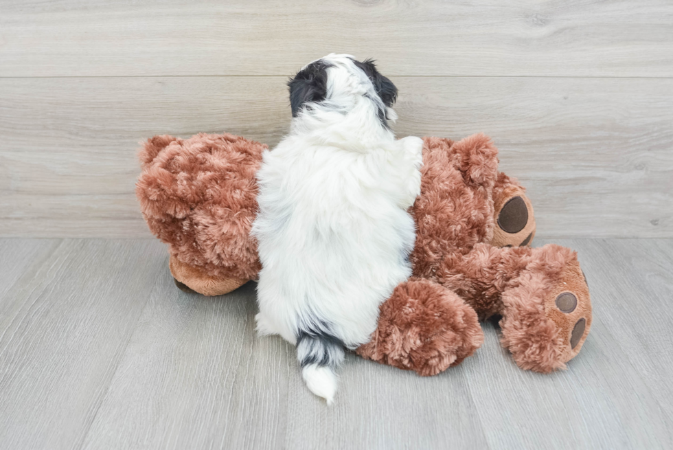 Teddy Bear Puppy for Adoption