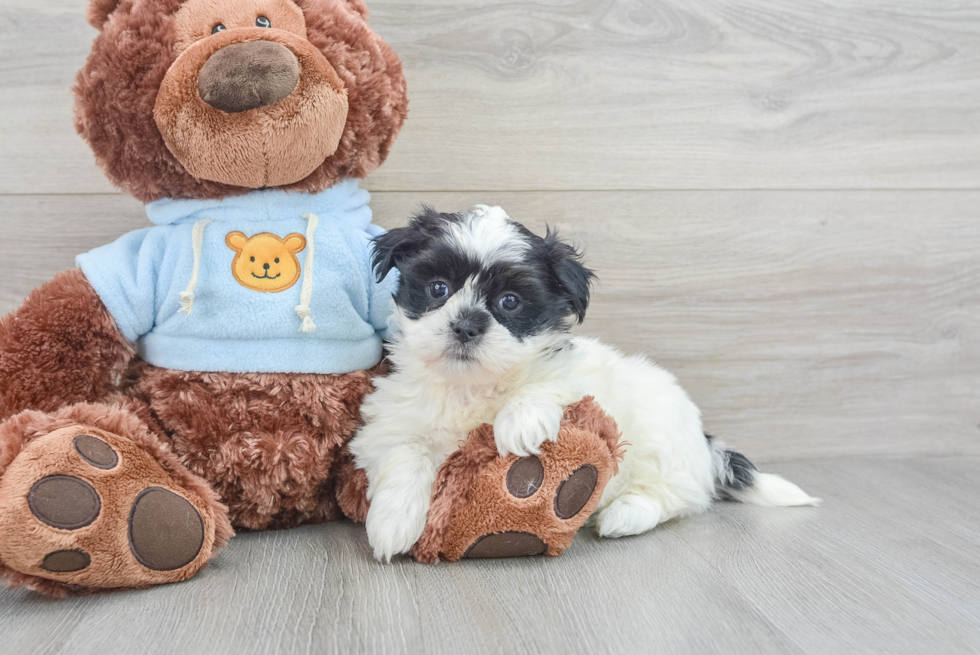 Best Teddy Bear Baby