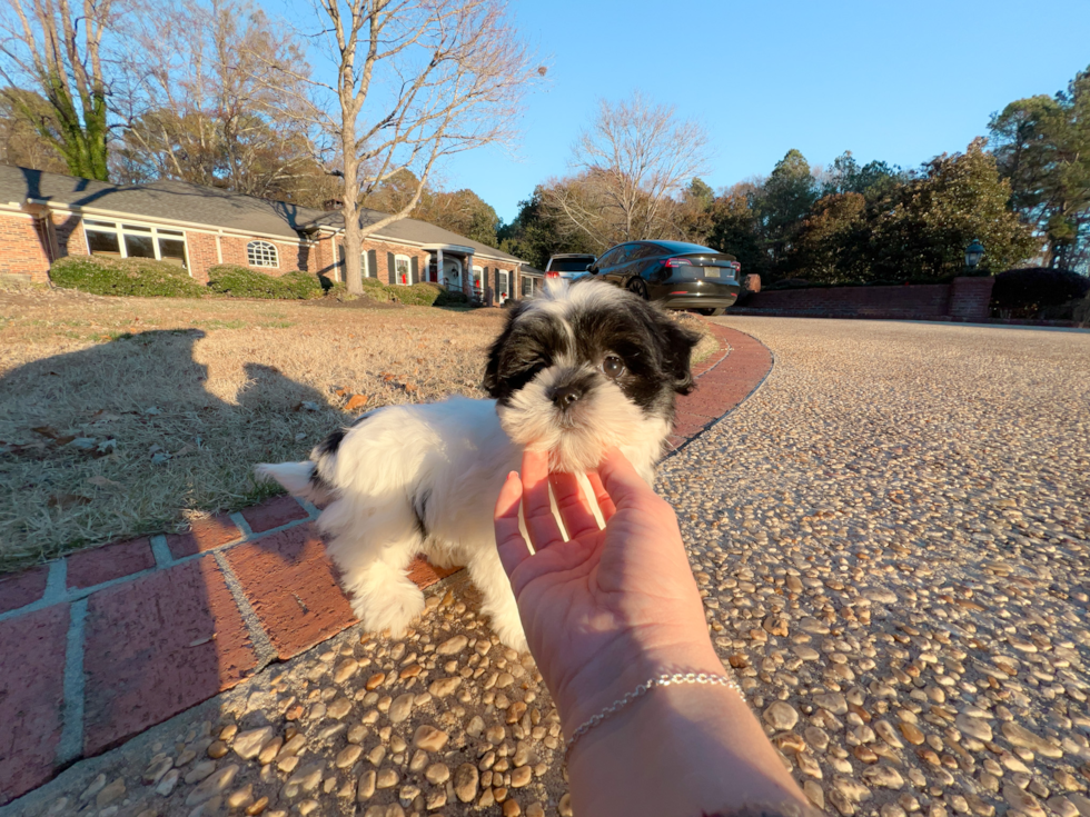 Teddy Bear Pup Being Cute
