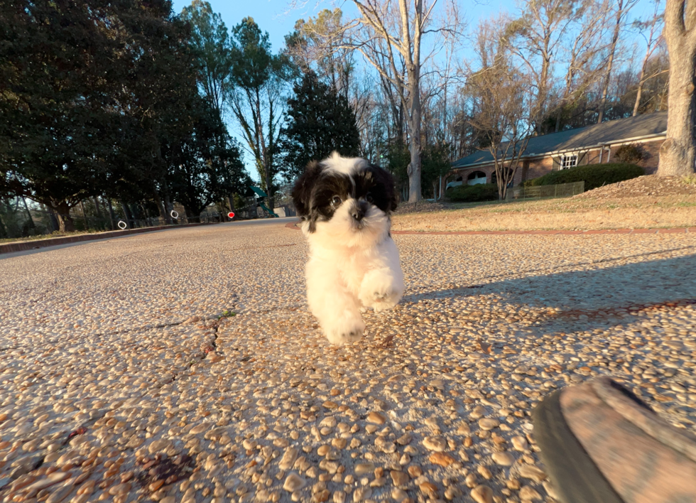 Cute Teddy Bear Designer Pup