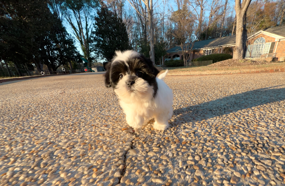 Best Teddy Bear Baby