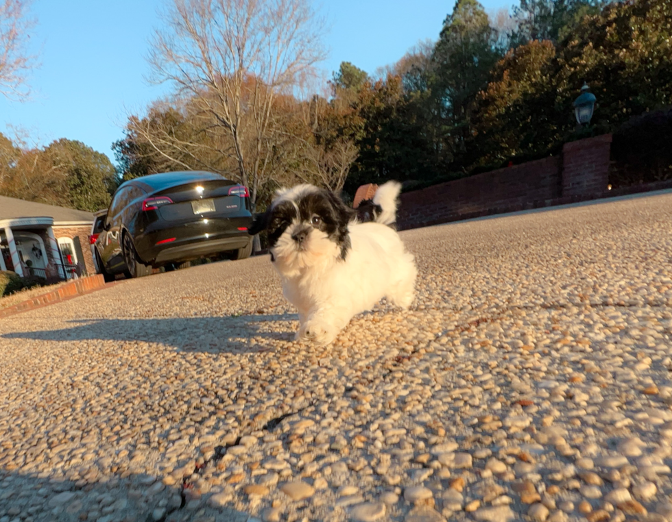 Teddy Bear Puppy for Adoption