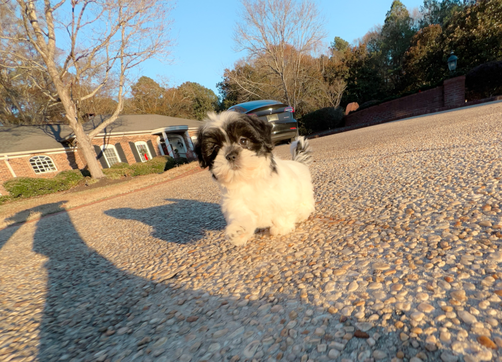 Teddy Bear Puppy for Adoption