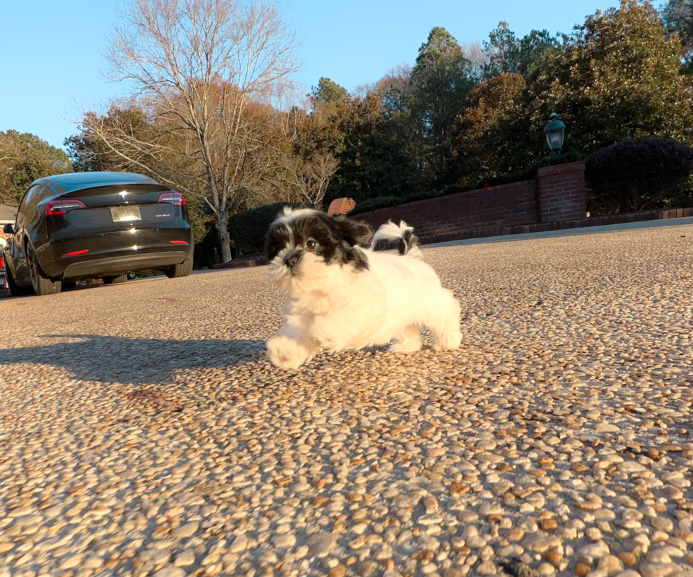 Best Teddy Bear Baby