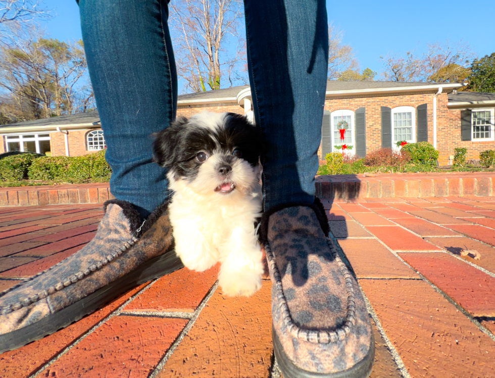 Cute Shichon Designer Puppy