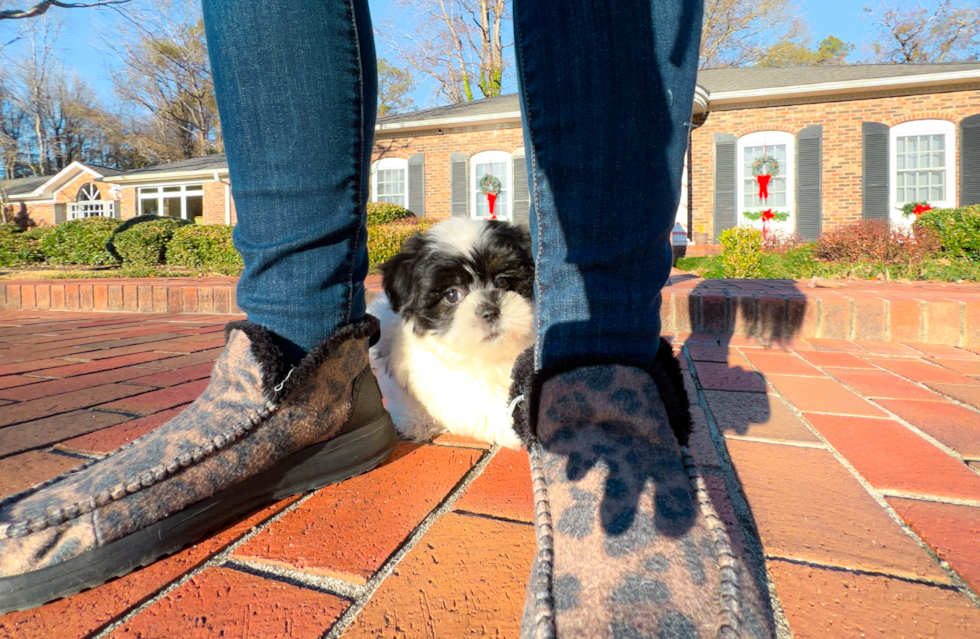 Teddy Bear Puppy for Adoption