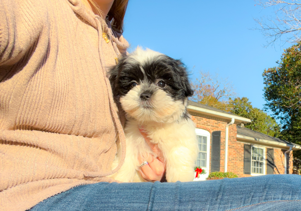 Teddy Bear Pup Being Cute