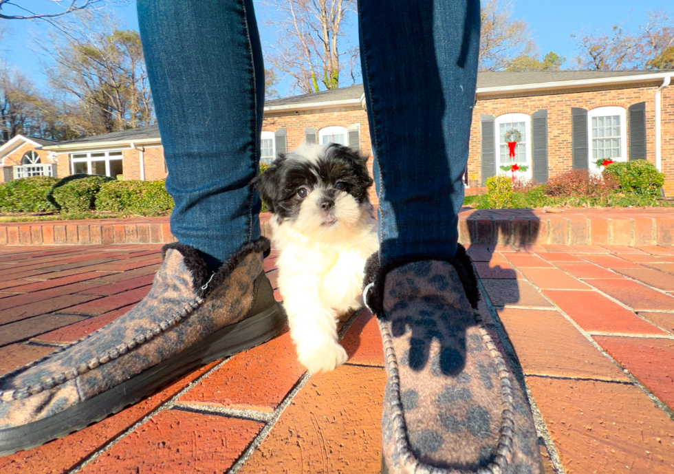 Teddy Bear Puppy for Adoption