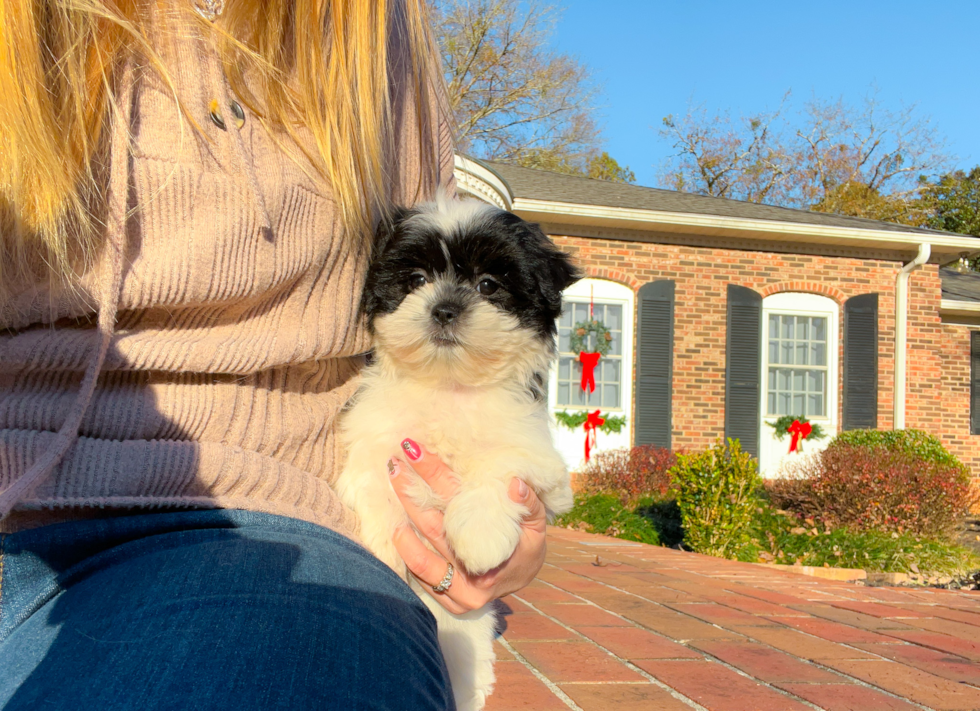 Teddy Bear Puppy for Adoption