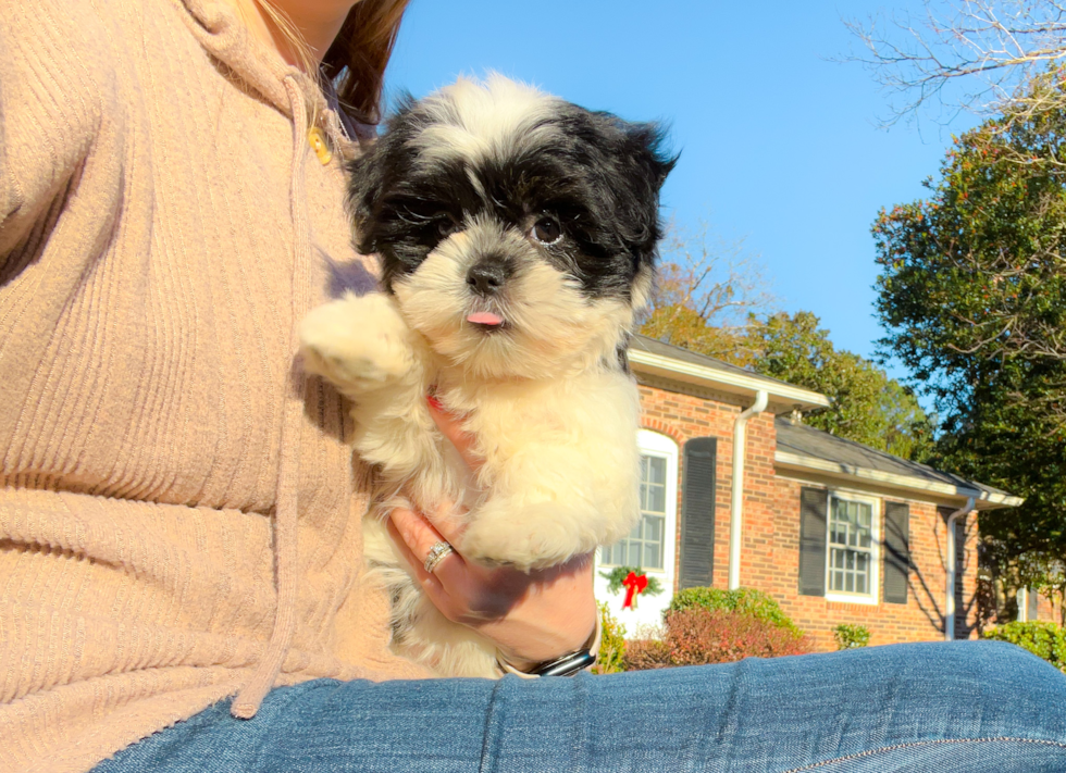 Teddy Bear Pup Being Cute