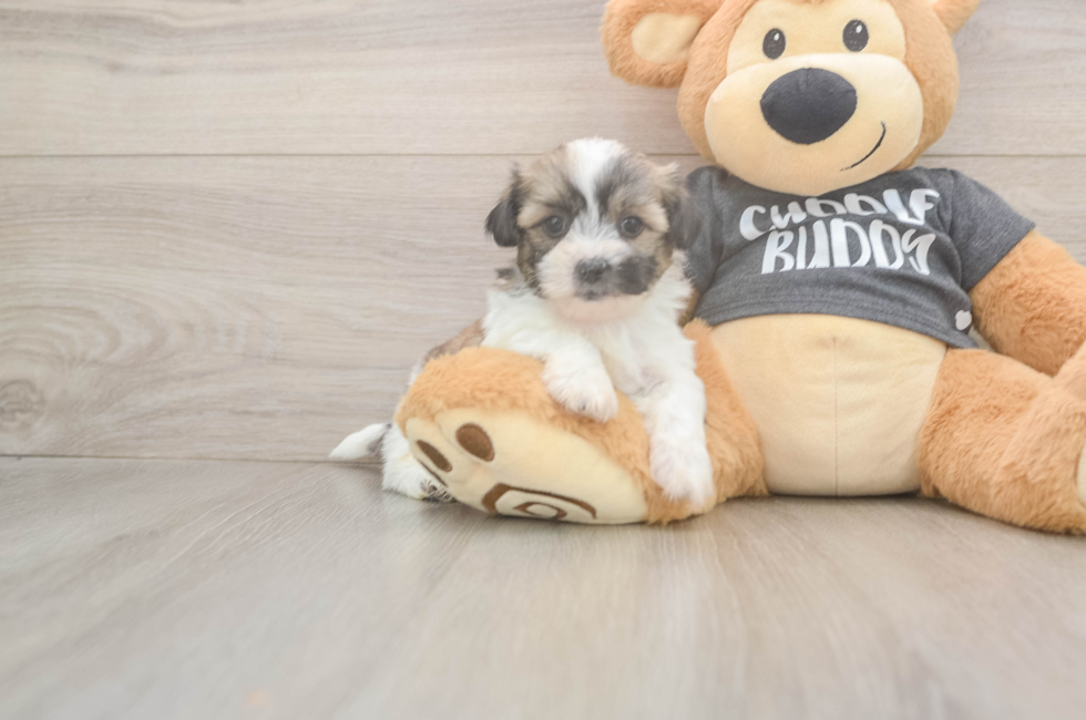 6 week old Teddy Bear Puppy For Sale - Simply Southern Pups