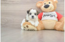 Teddy Bear Pup Being Cute