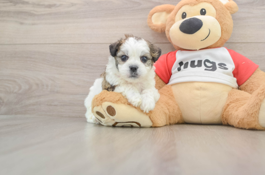 Teddy Bear Pup Being Cute