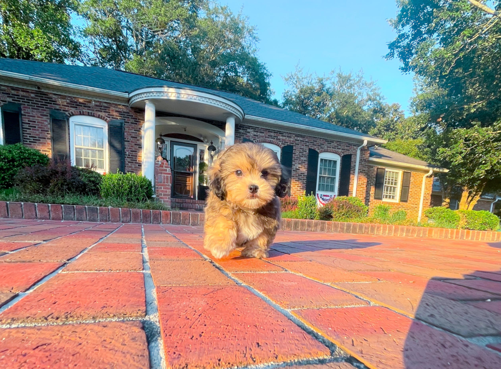 Cute Teddy Bear Designer Pup
