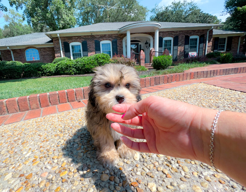 Cute Teddy Bear Designer Pup